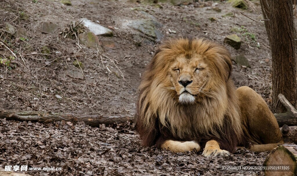 休憩的雄狮