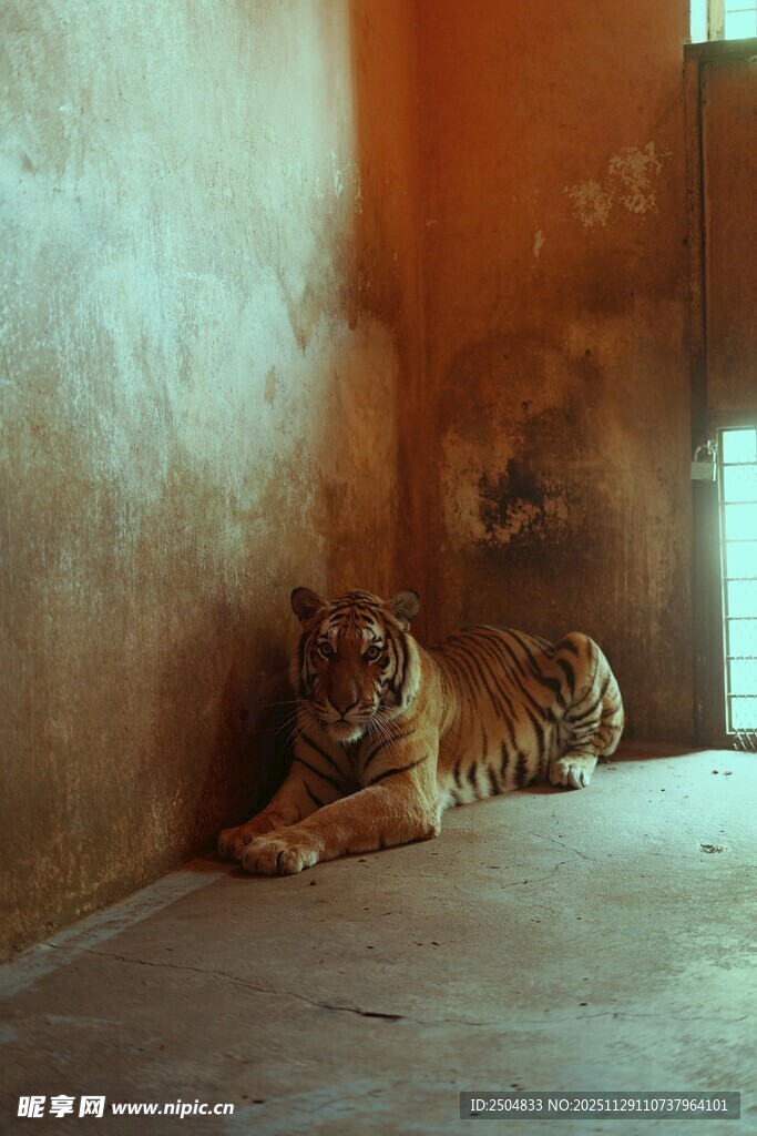 室内休憩的老虎