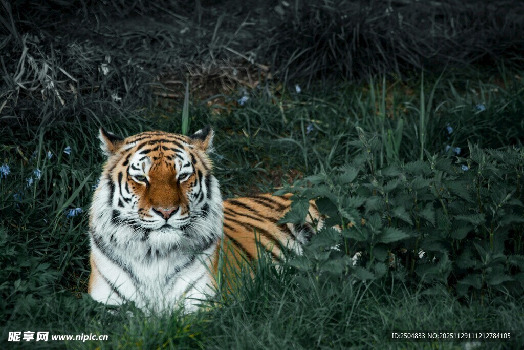 草丛中的斑斓猛虎