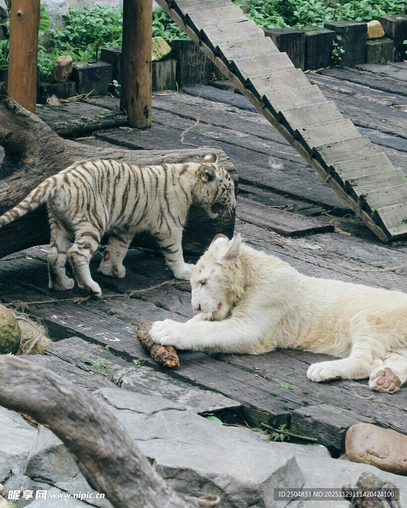 白虎与小老虎亲密互动