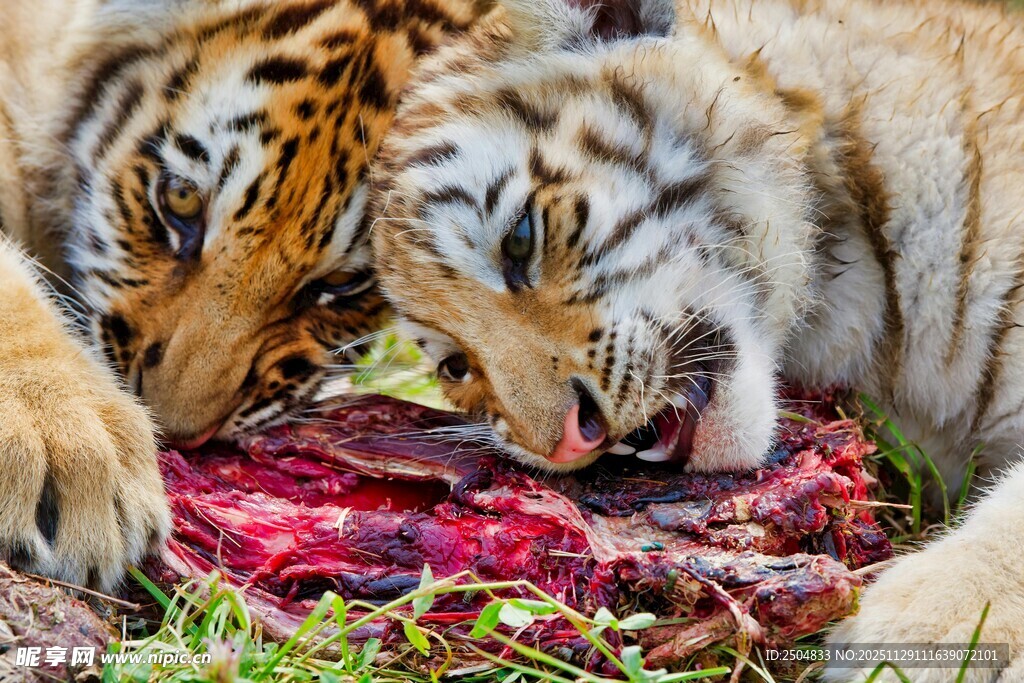 双虎进食肉类场景