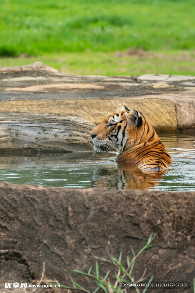 老虎在水边玩耍