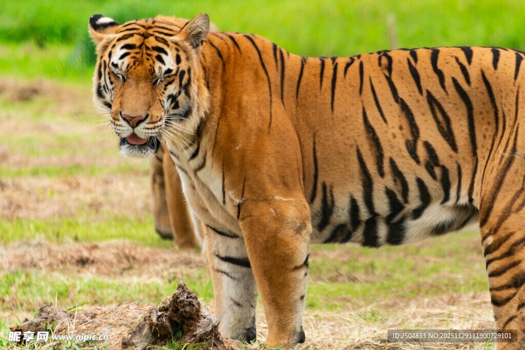 草原上的威严老虎