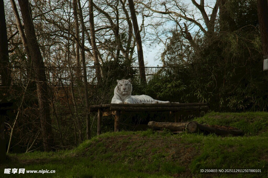 林间雕塑 静谧自然之景