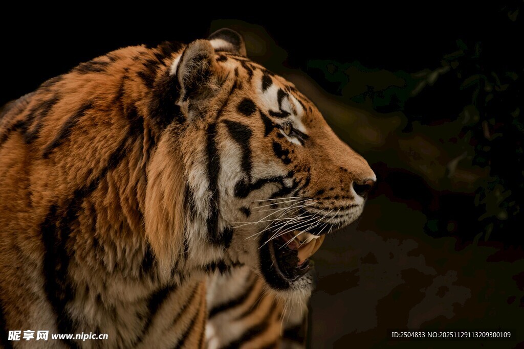 威风凛凛的老虎侧面照