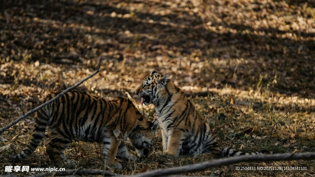 野外双虎互动场景