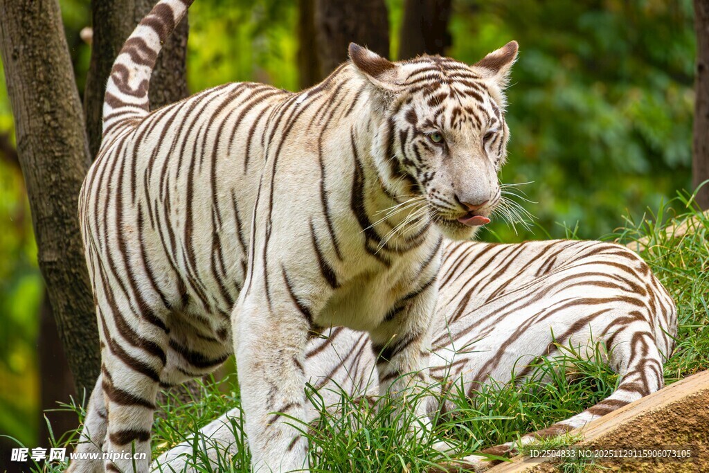 白虎漫步于绿意丛林间