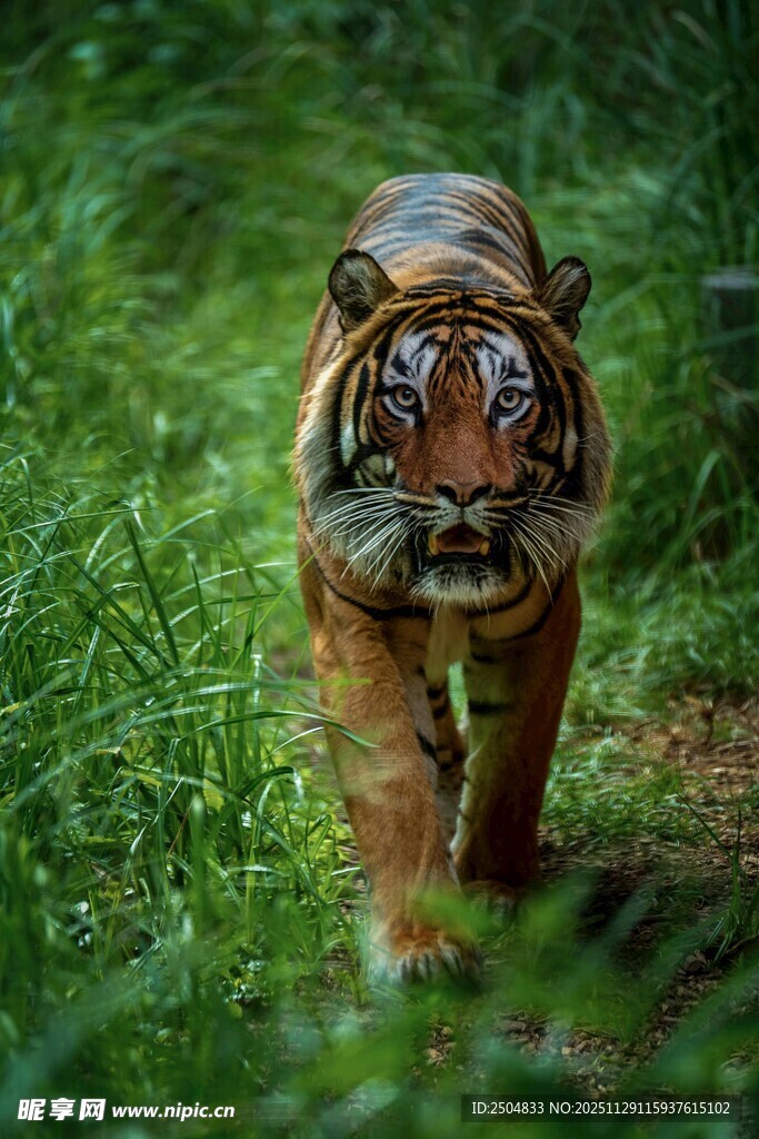 草丛中行走的斑斓猛虎
