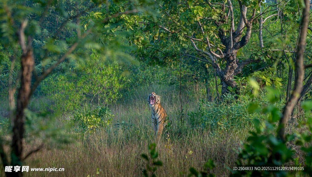 森林中站立的野生动物