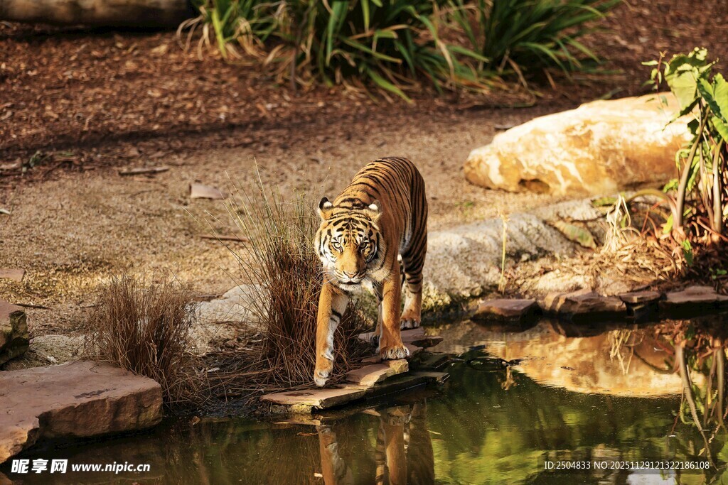 猎豹于水边石台优雅踱步