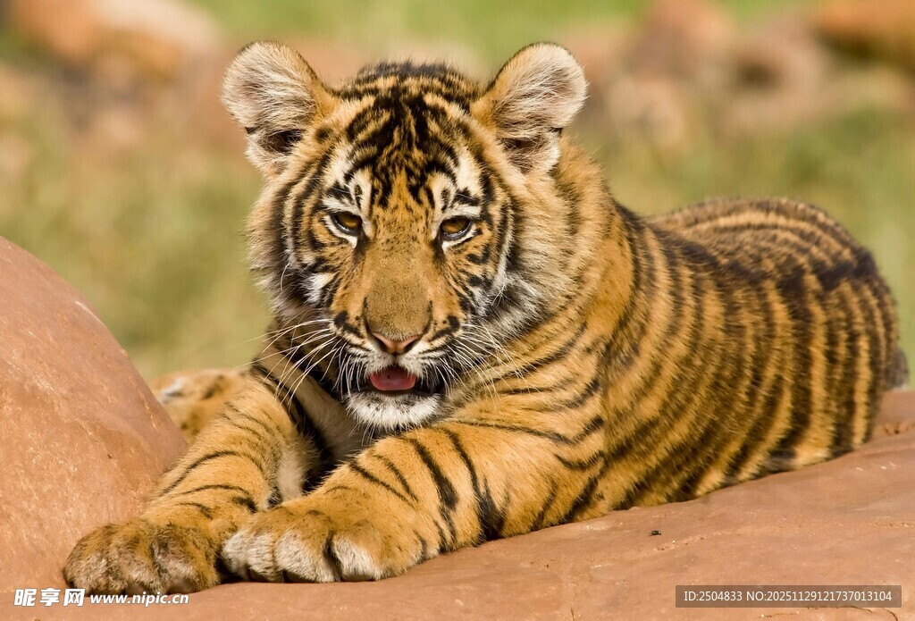 趴卧的幼年老虎