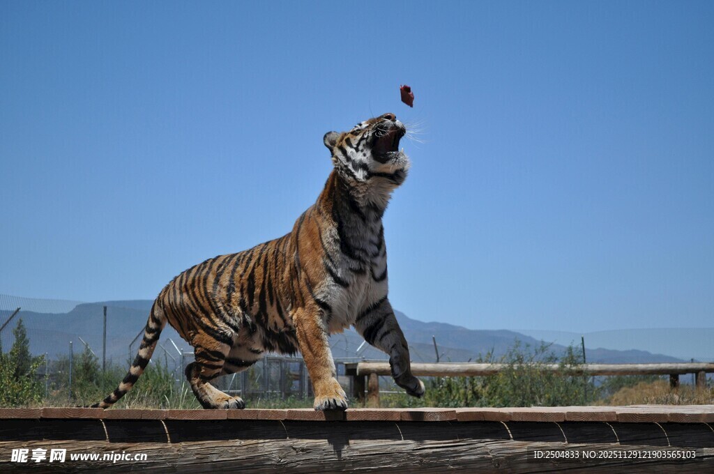 猛虎雕塑张嘴接物