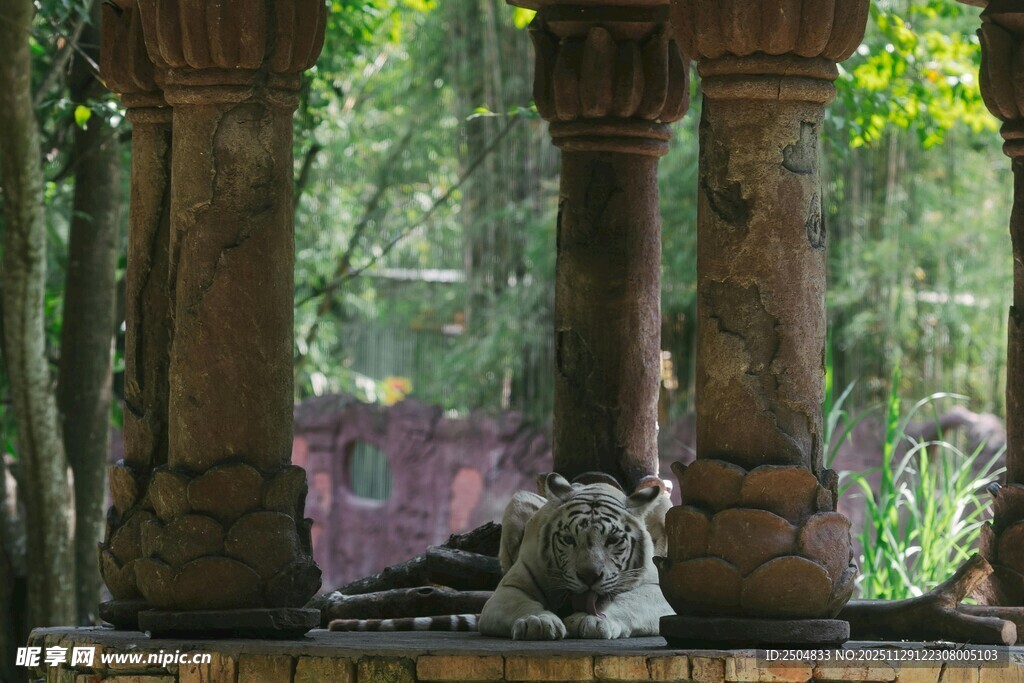 古雅石亭中的休憩猫咪