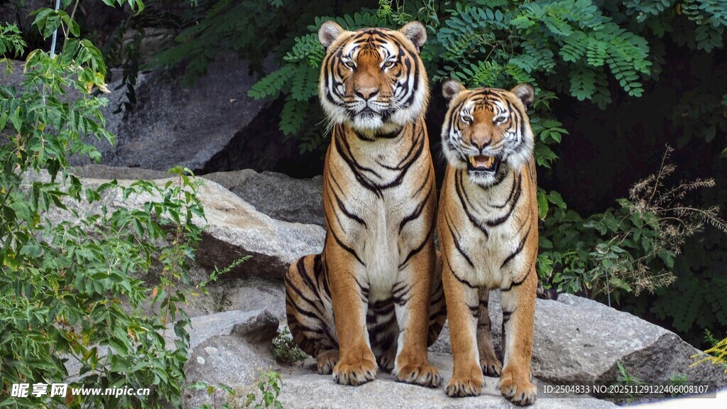 双虎并坐于石上