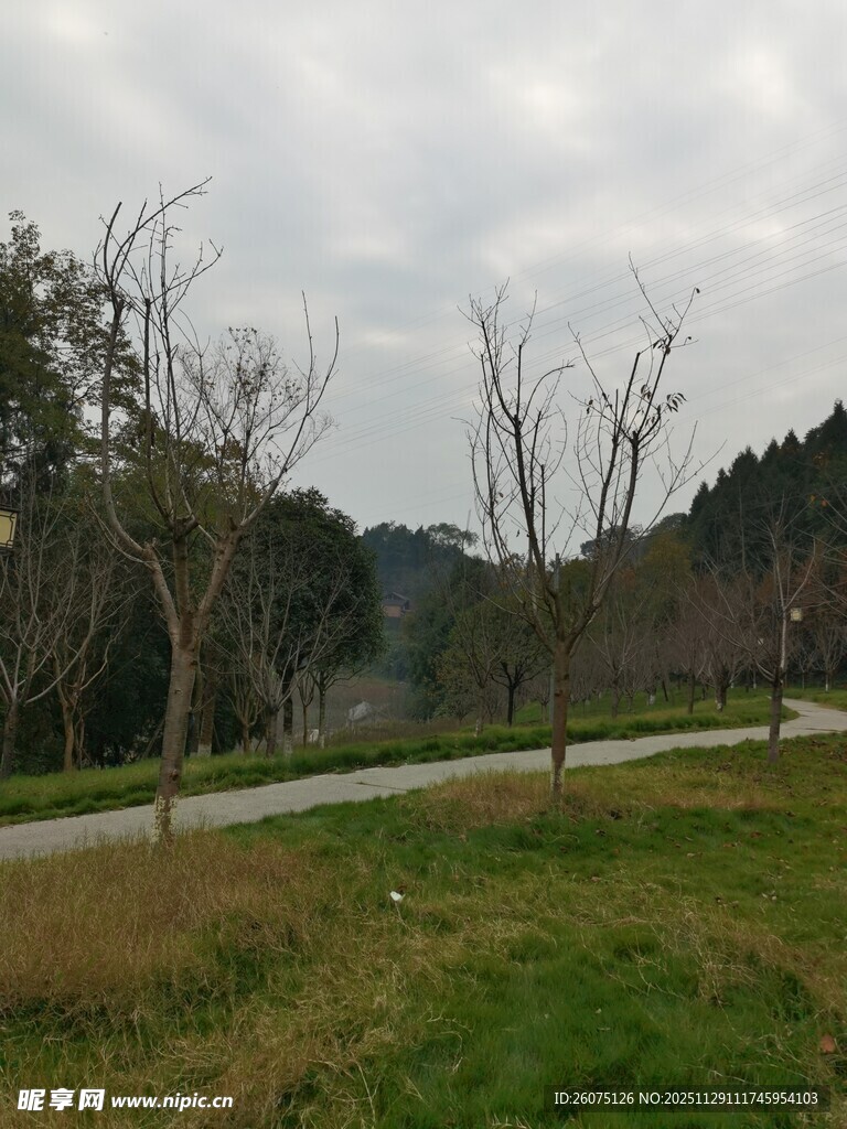 郊外小径旁的冬日树林