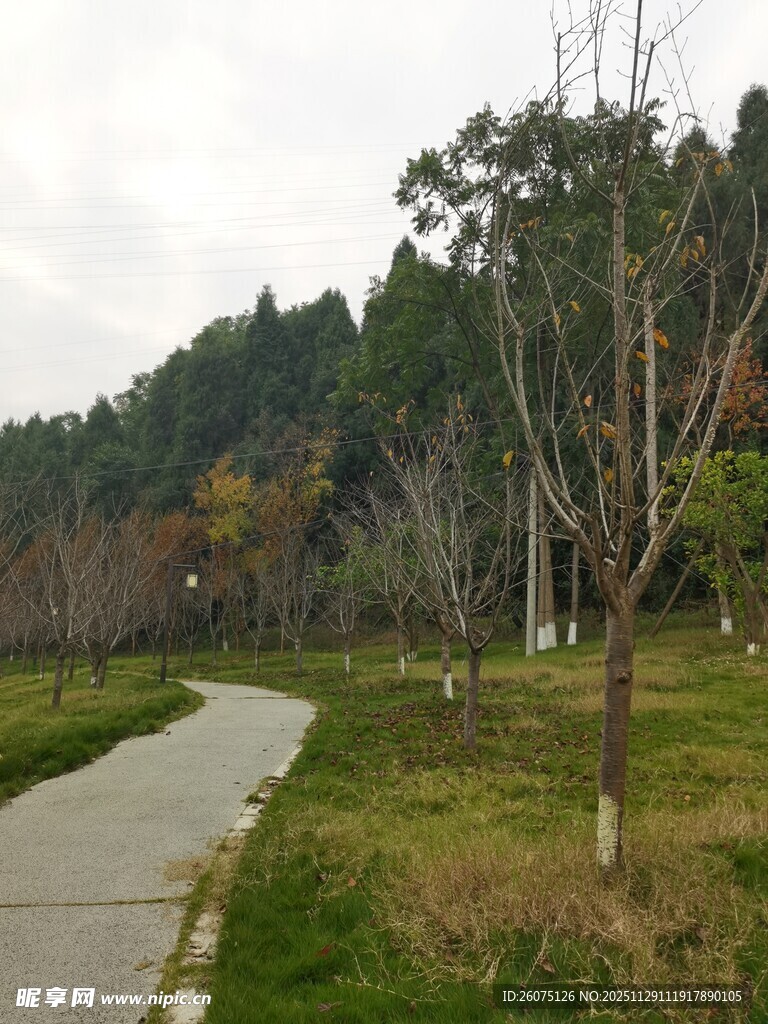 林间小径秋景如画