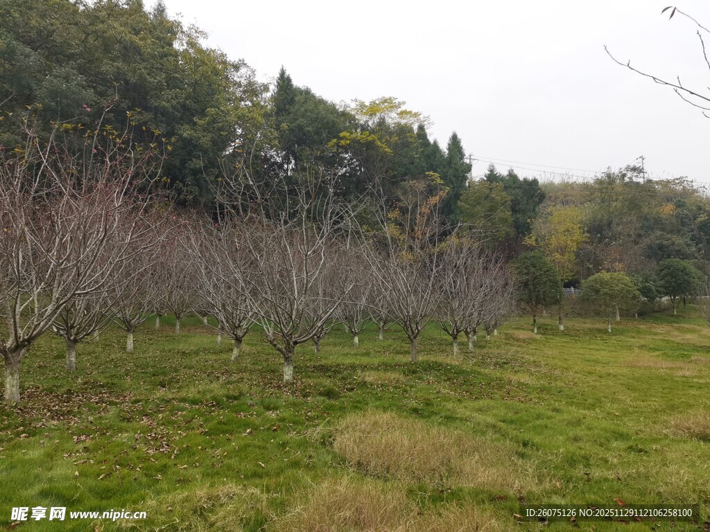 冬日果园树木萧索之景
