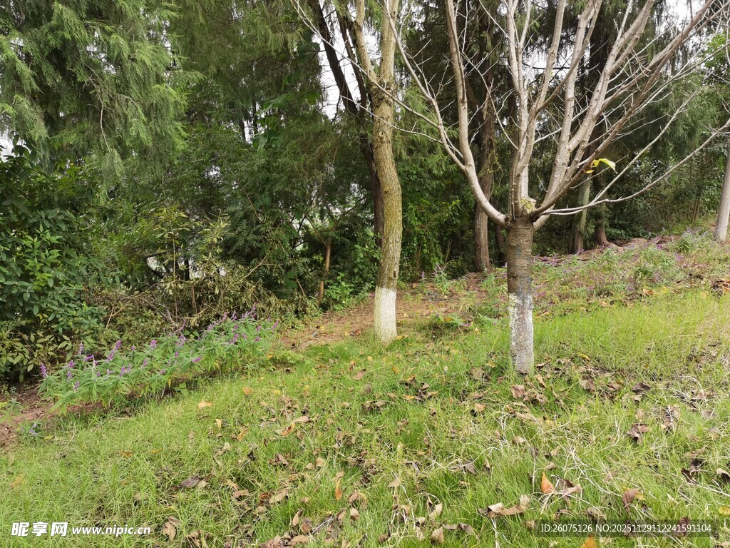 绿意盎然的林间树木景观