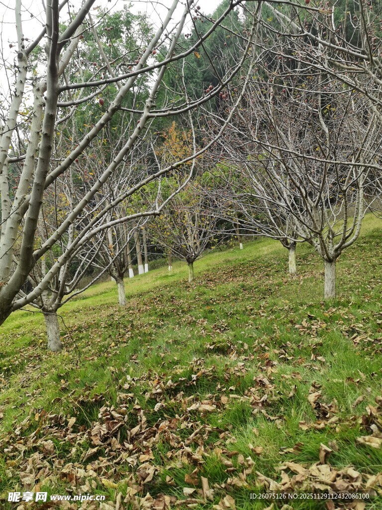 秋日林间草地景象