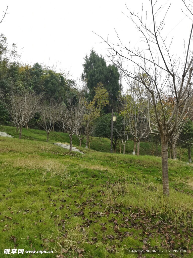 绿意盎然的户外自然场景