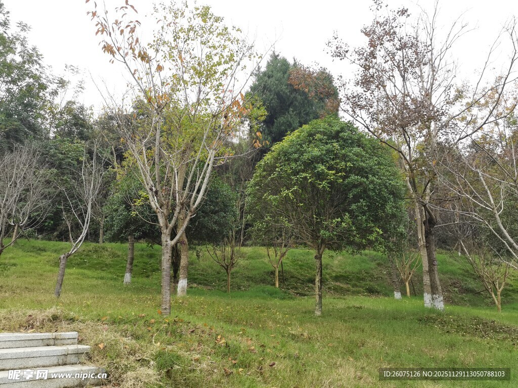 户外绿意盎然的树林景观