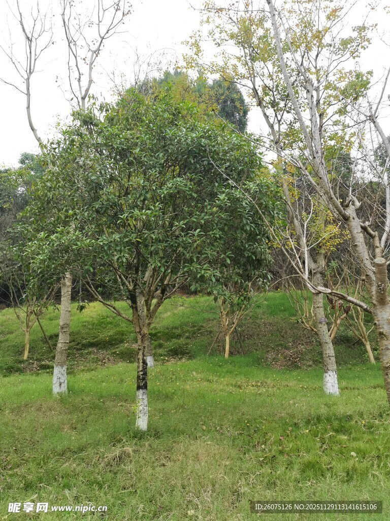 绿意盎然的林间树木景观