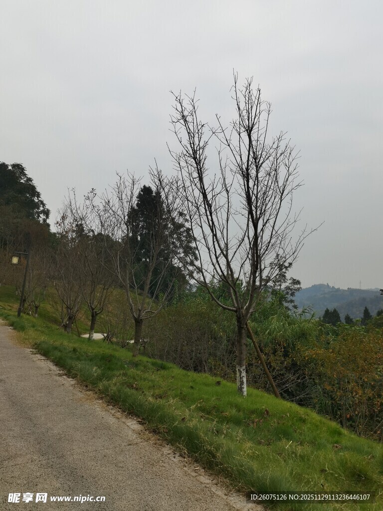 乡间小路旁的稀疏树木