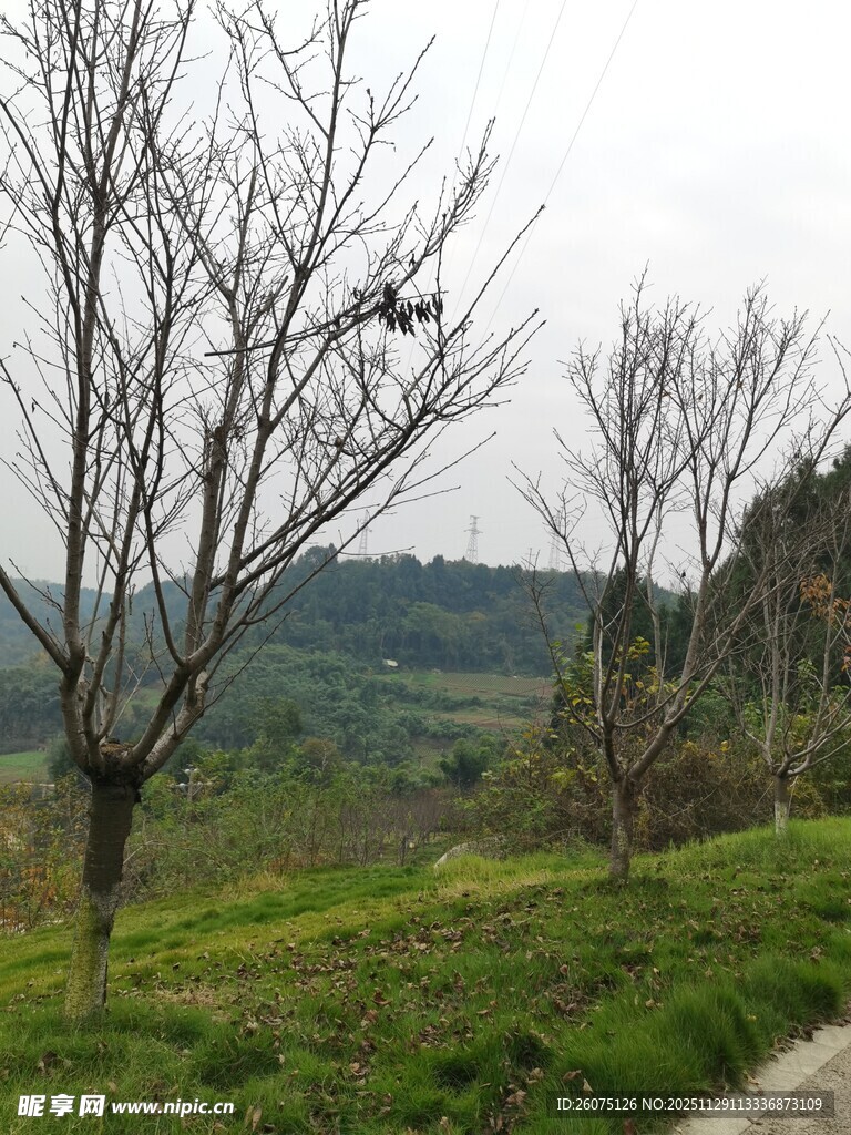 山间小道旁的光秃树木