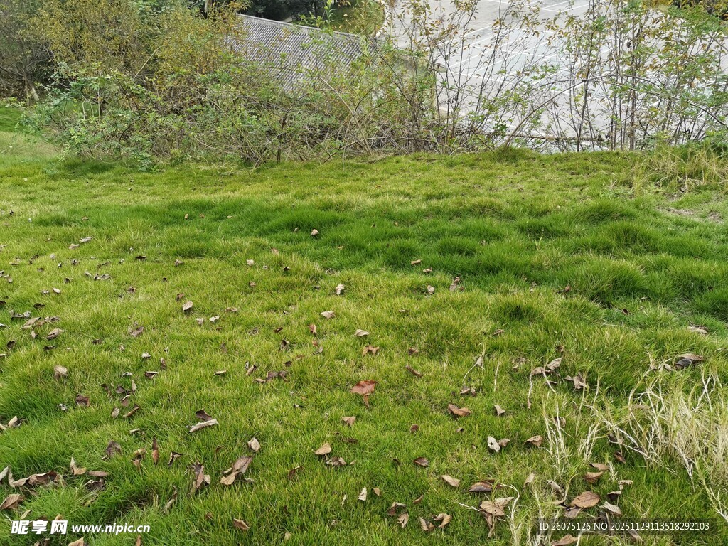 绿意盎然的户外草地景观