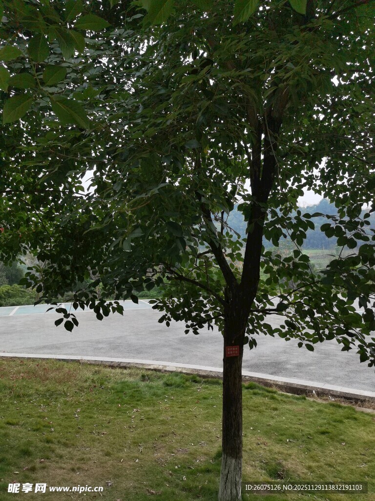 路边绿树与草地景观