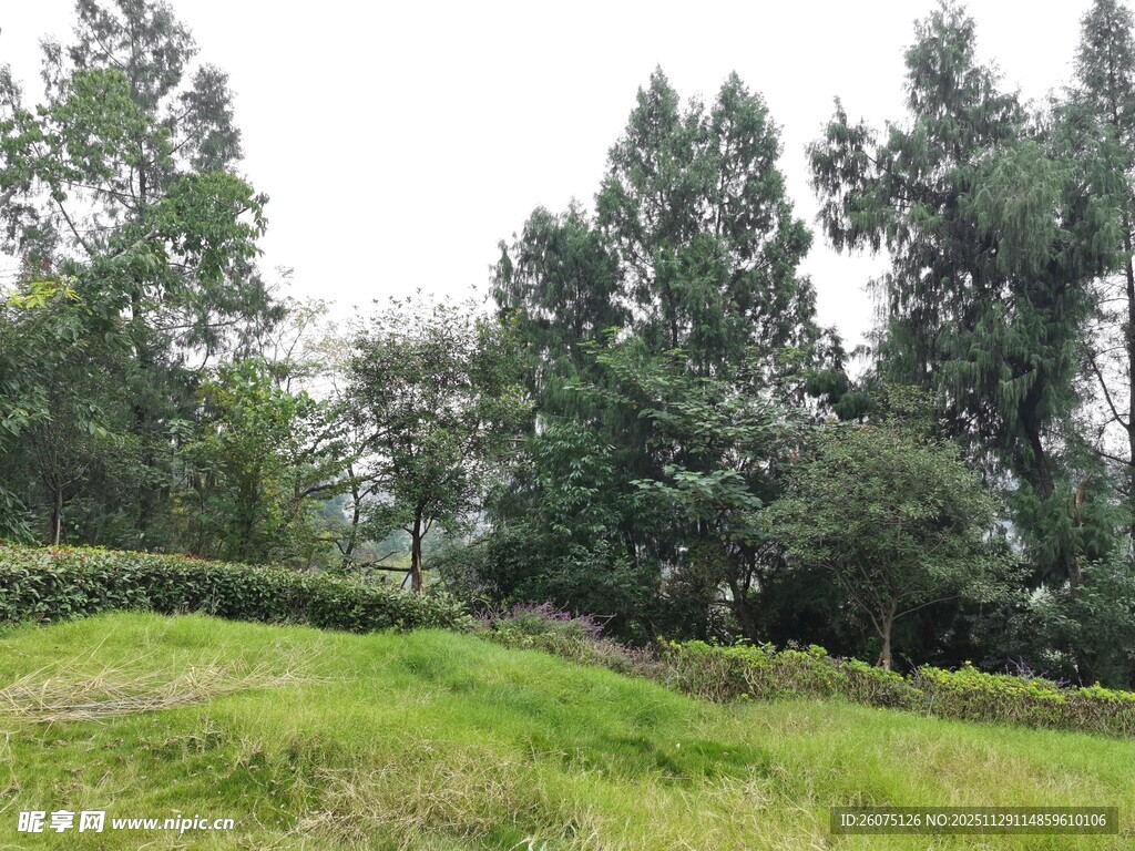 绿意盎然的草地与树林