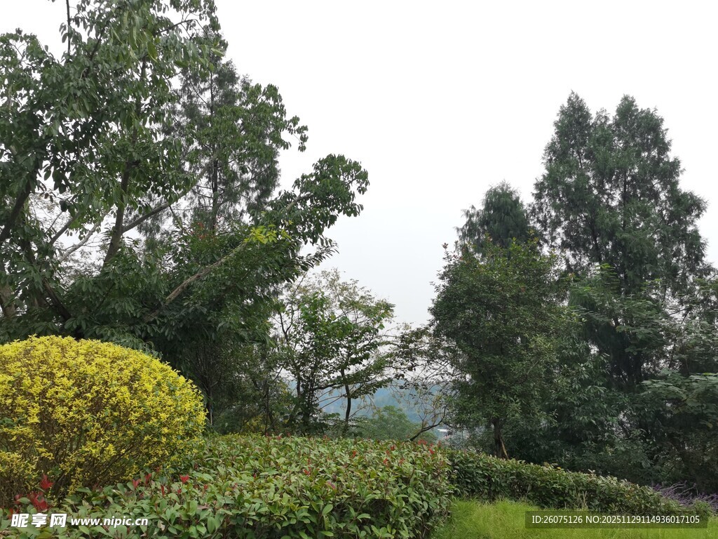 绿意盎然的园林景观