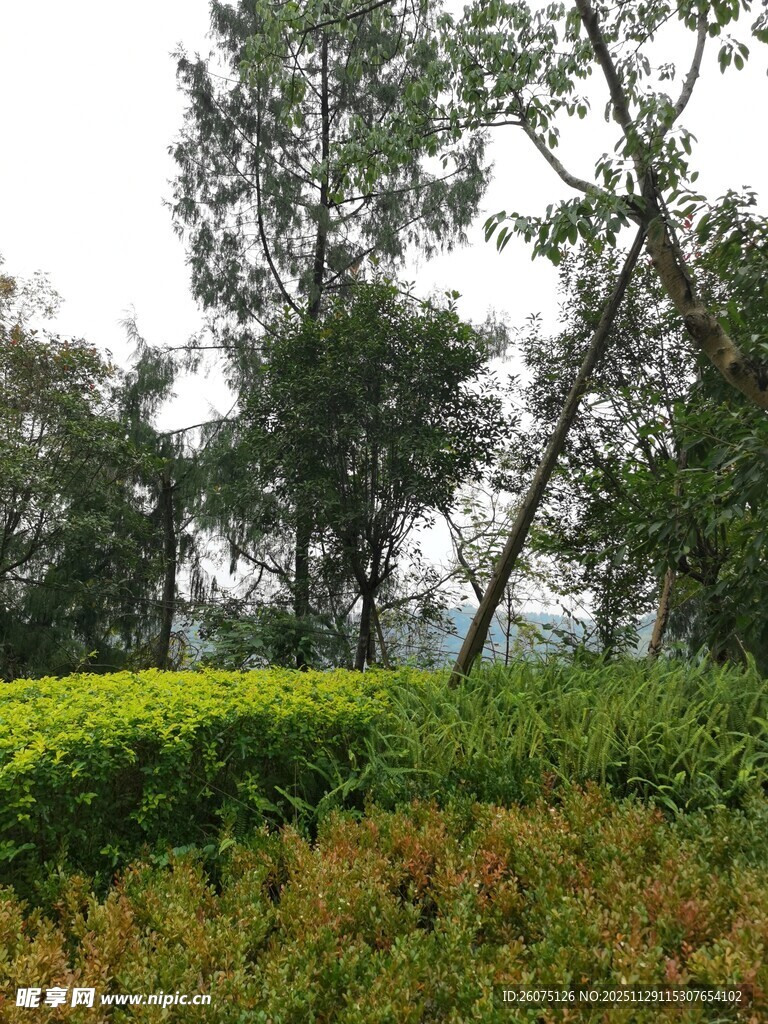 绿意盎然的树林与草地