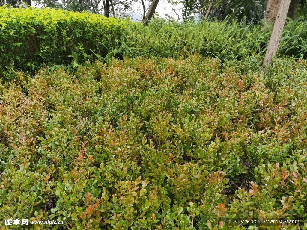 繁茂绿植景观
