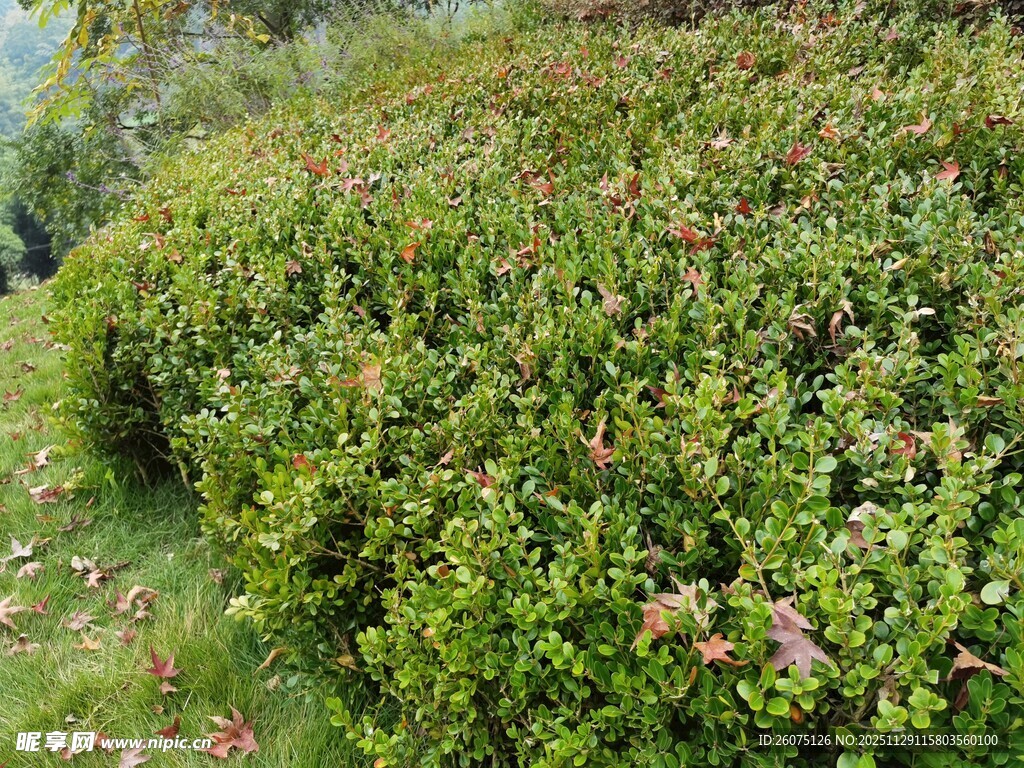 繁茂绿植生机盎然的灌木丛