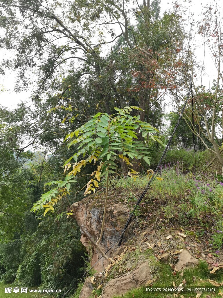 山坡上繁茂的绿植景观