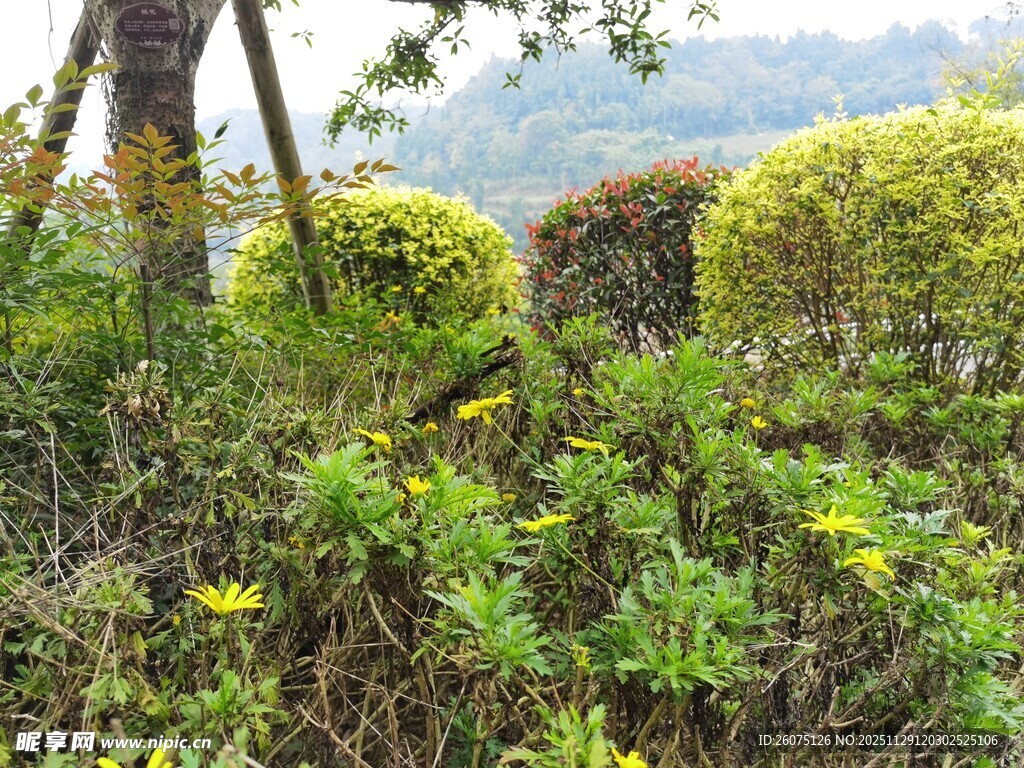 户外繁茂绿植景观