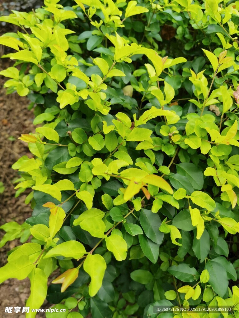 黄绿相间的茂密植物