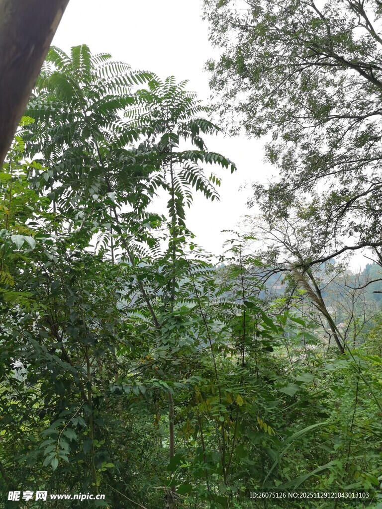 茂密丛林绿意盎然