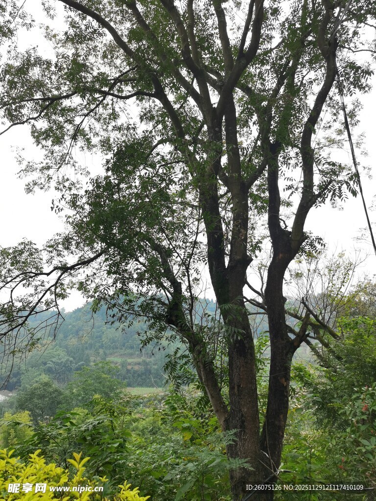 野外挺拔树木与周边景致