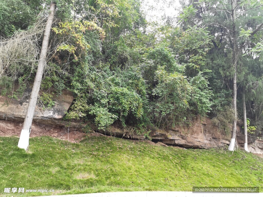 绿意盎然的户外自然景观