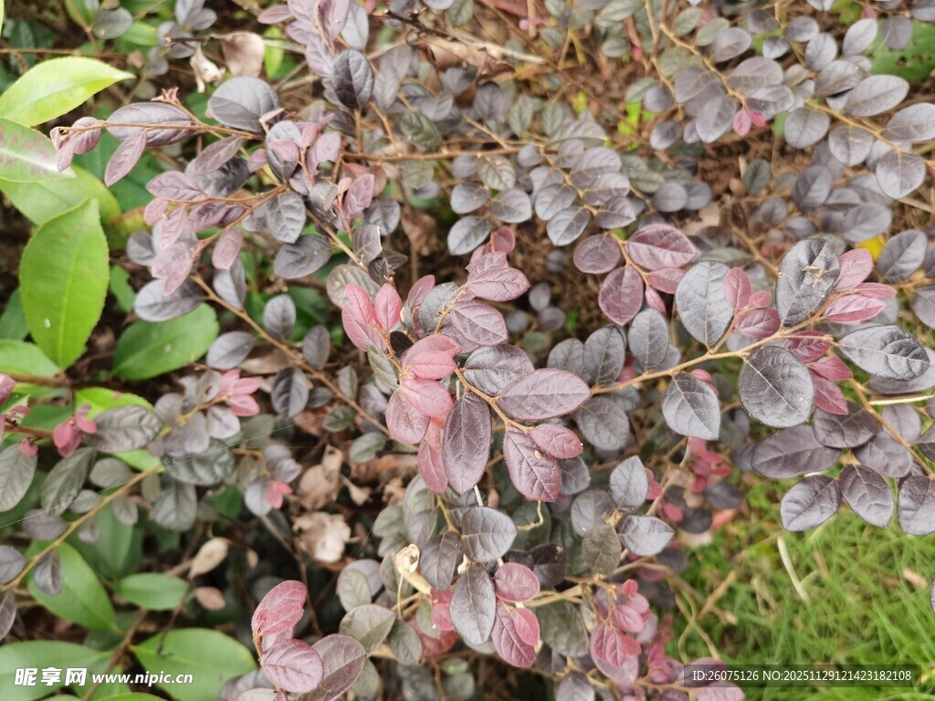 紫叶植物特写