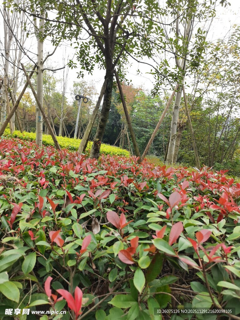 秋日斑斓的红叶植物景观