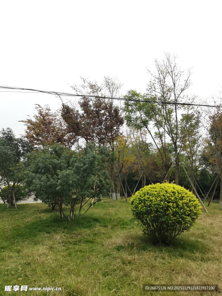 绿意盎然的园林景观