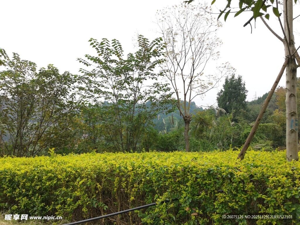 绿意盎然的茶园景观