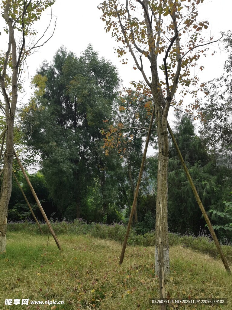 田野中的树木与支撑架