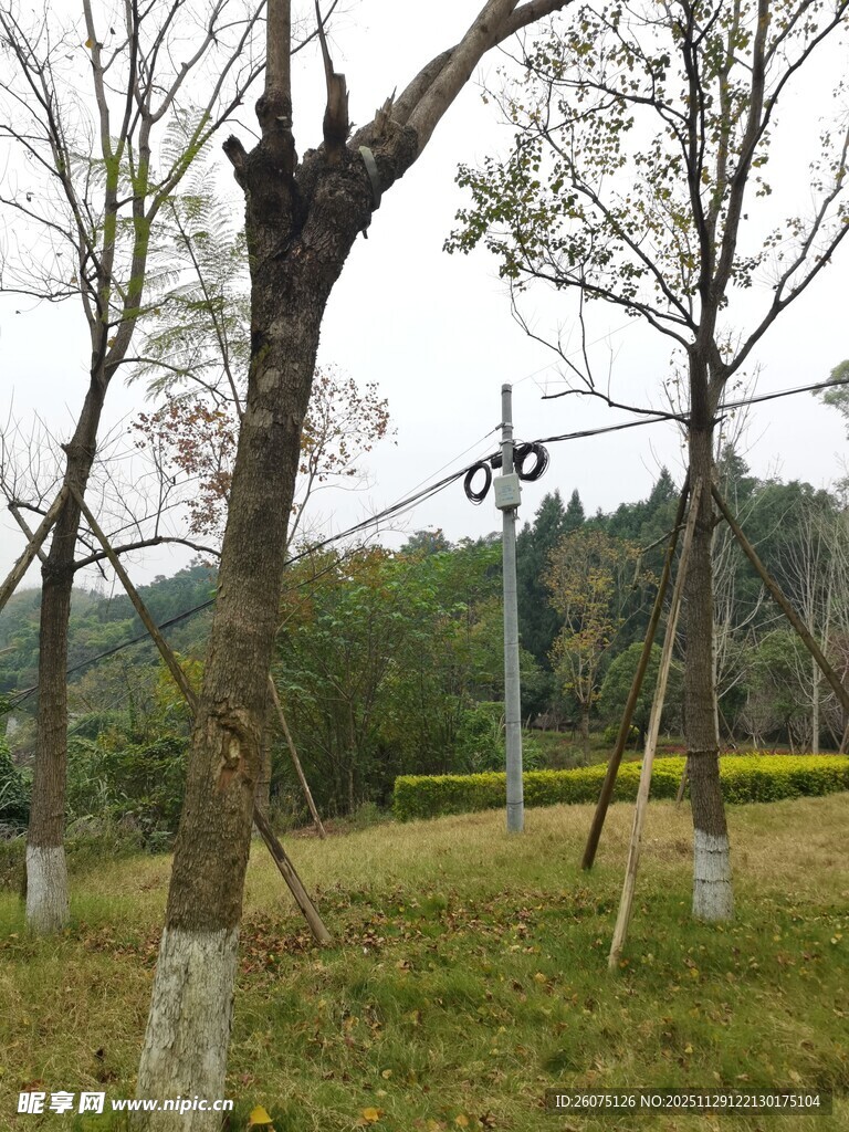 冬日郊野树木景致