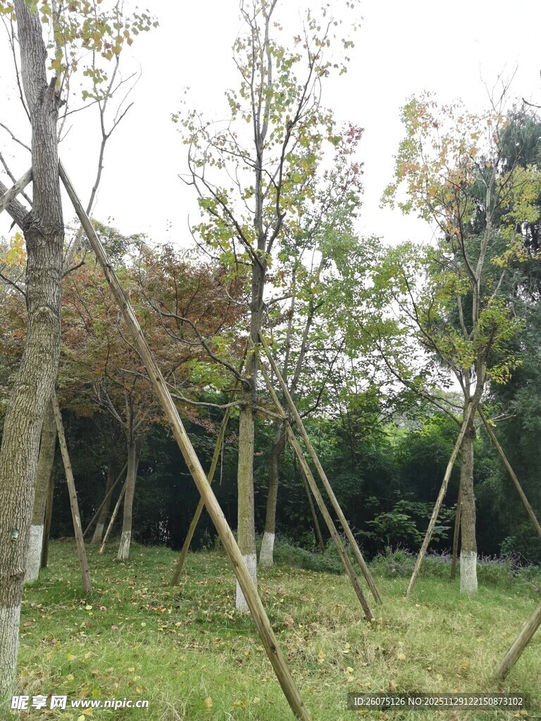 树林中树木被支架支撑