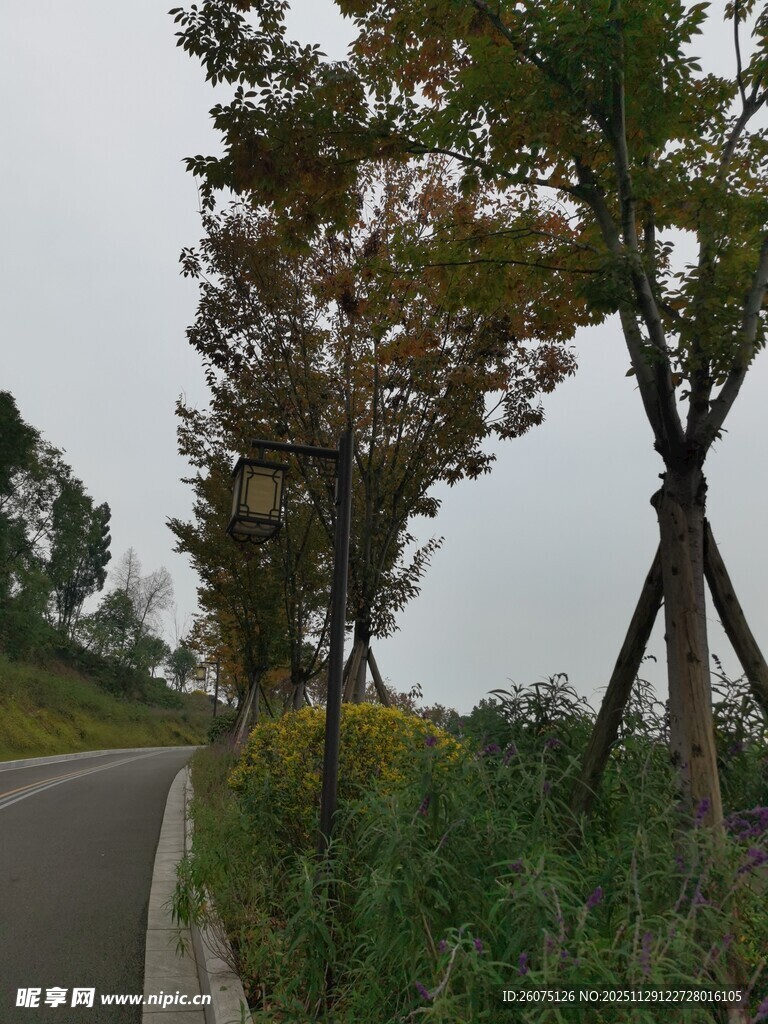 路边树木与花草风景
