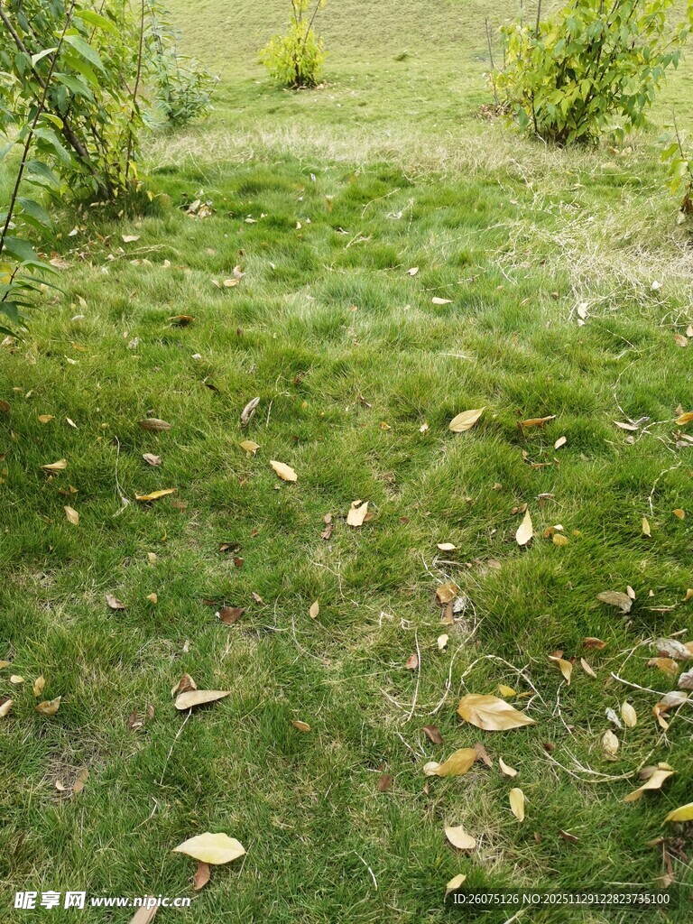 绿意草地散落金黄树叶